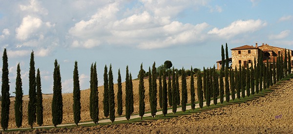 Italian cypress tuscany