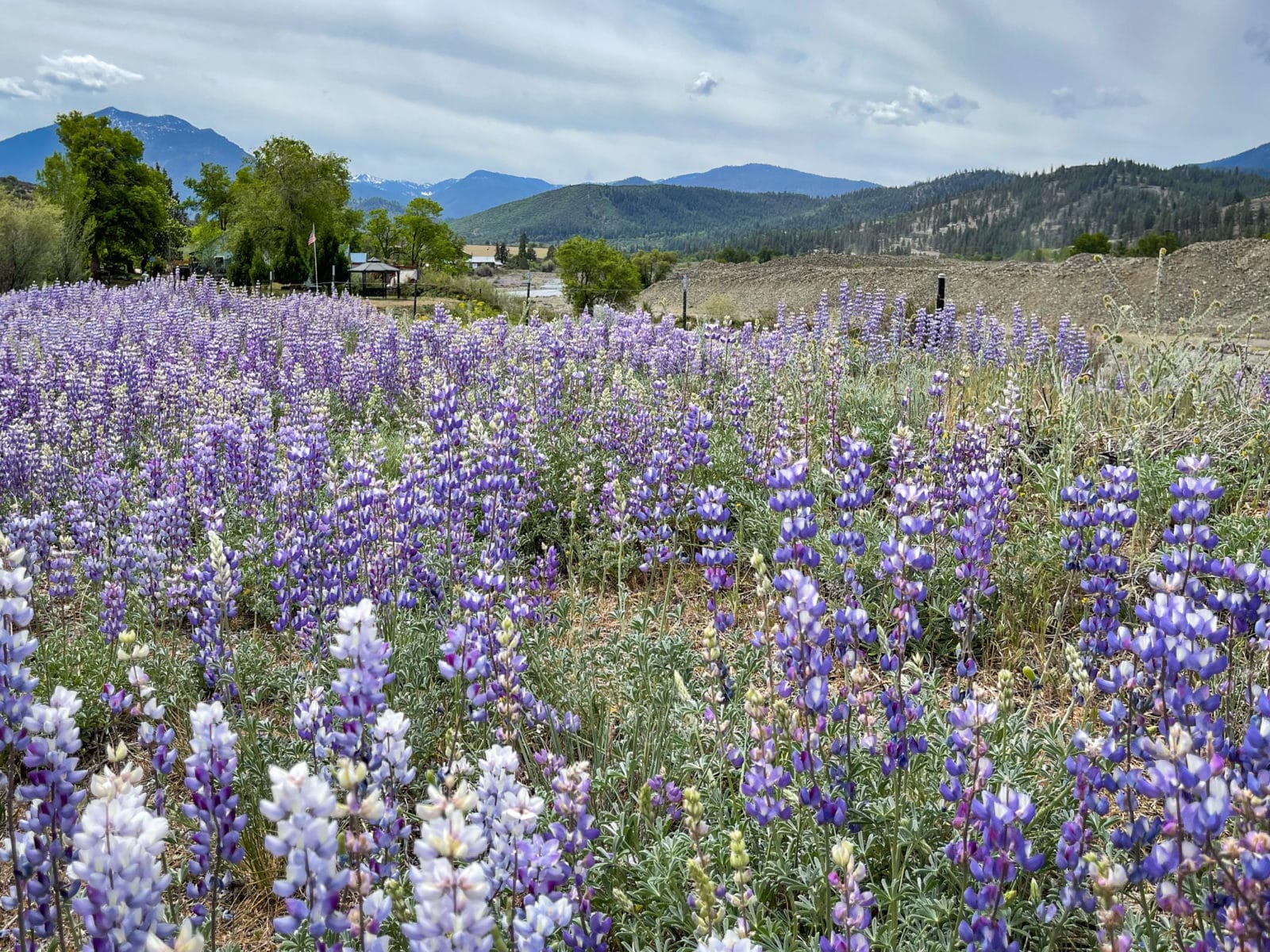 Visit Etna Siskiyou County Field of lupine in Callahan, Scott Valley, California