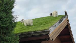 Itinerary Door County -Goats on the roof at Al Johnson's Swedish Restaurant and Butik