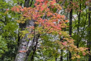 Potowatomi State Park fall colors starting