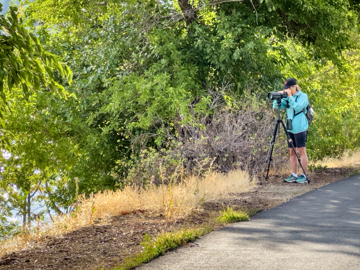 Bird watching on the banks of the Columbia River in Wenatchee, Washington.