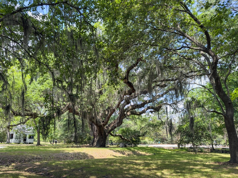Road trip from Aiken to Charleston - magnolia plantation