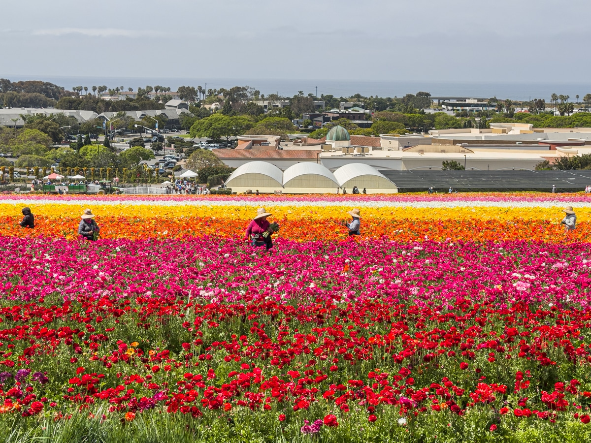 The flower Fields at Carlsbad Ranch