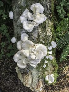 mushrooms on nurse log - hiking at Barlow Wayside Park