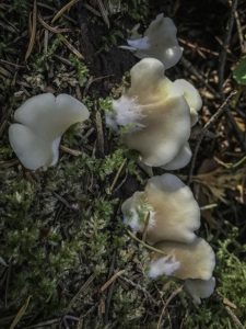 mushrooms on pine - hiking at Barlow Wayside Park